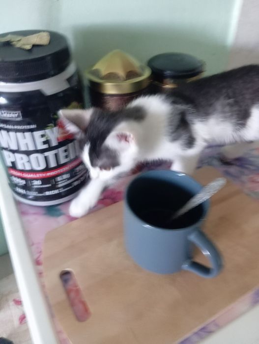 Отдам котенка бесплатно