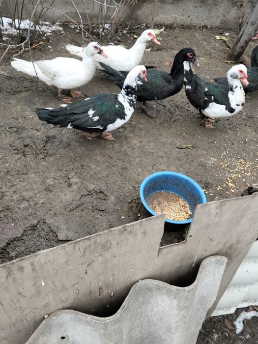 Продам     индоуток