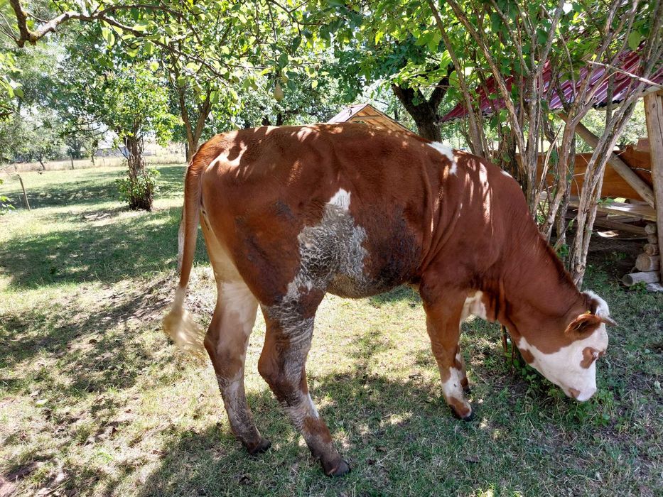 Vitea baltata romaneasca