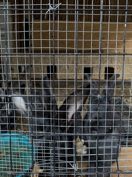 Кролики Қояндар 10