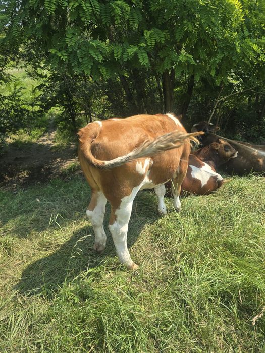 Vând vițele, viței si vacă