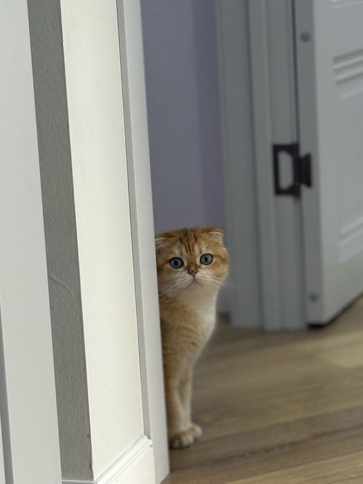 Продаю кота родословного