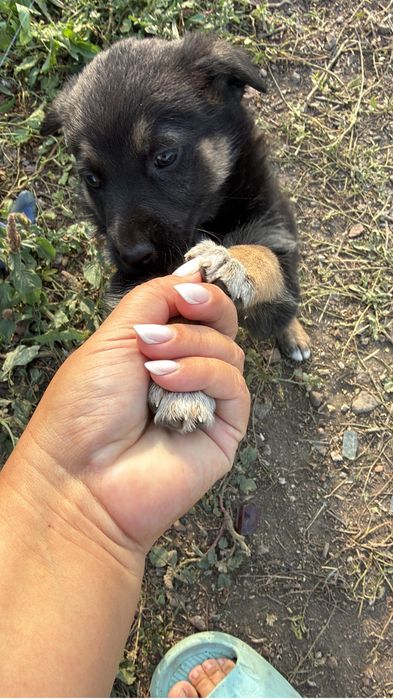 Щенок немецкой овчарки