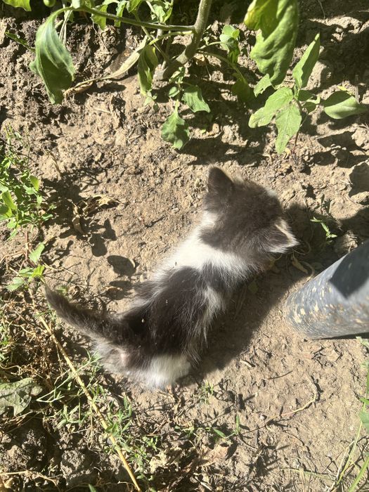 Котята , отдам бесплатно