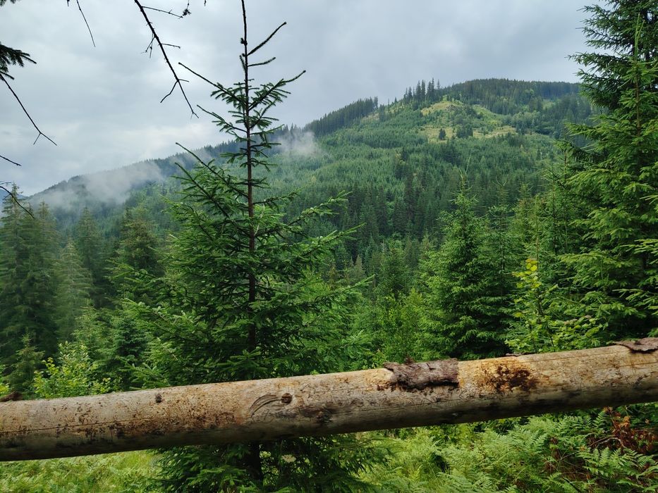 Vând teren în pădure  pt persoanele care doresc să-și construiască cabane din bușteni ,case tip hobbit ,case tradiționale sau să triască off grid..