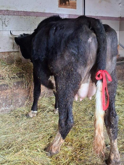 Vand sau schimb cu vacă de Tăiere