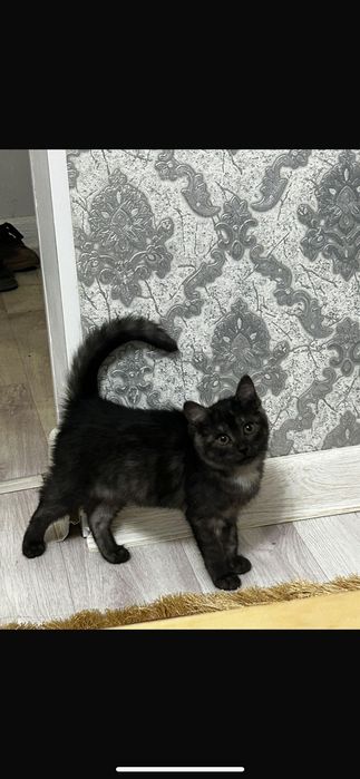 срочно отдам на добрые руки