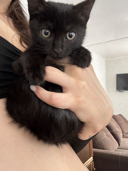 Котенок девочка в добрые руки
