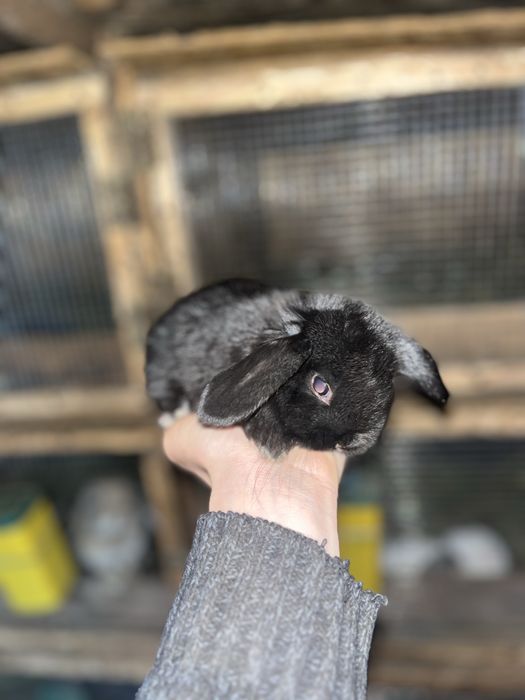 Iepurași pitici berbec