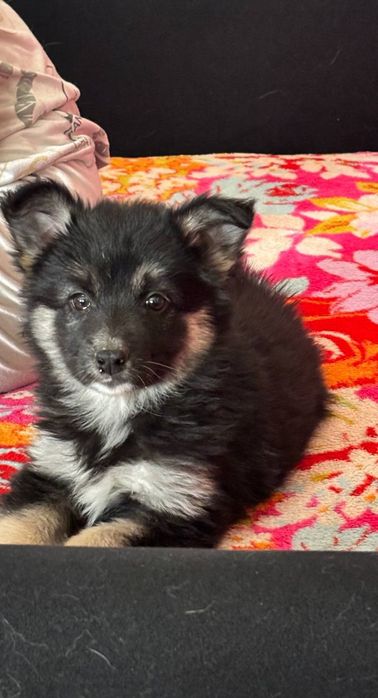 Отдам щенка.Девочка.