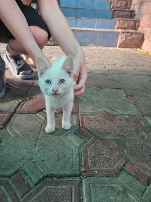 Отдадим котят - бесплатно.