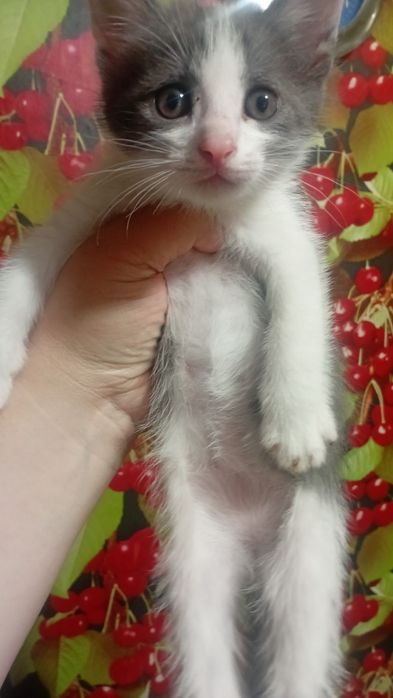 Отдам котят милота