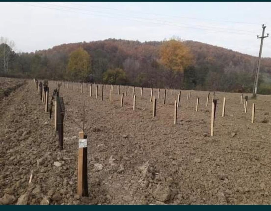 Imprejmuit teren, cosit, amenajari