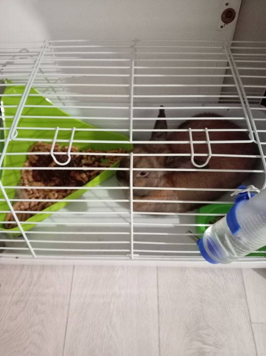 Домашний декоративный кролик