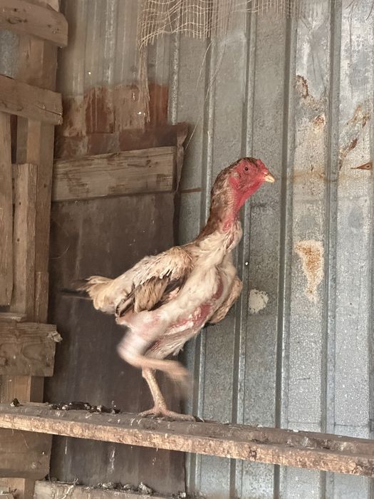 Куры дакан китай