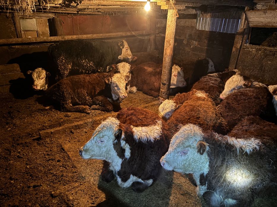 Бука, бычки белоголовые