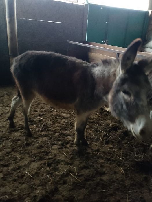 Продам ослов ...