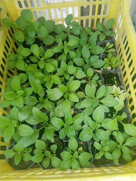 Продам рассаду, закалённая