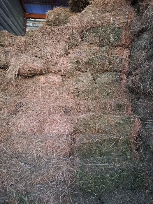 Жоңышқа сатылады