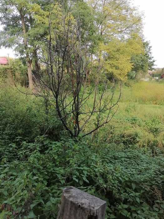 Vand Casa cu gradina