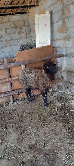 Семіз қоибар жем жептұр