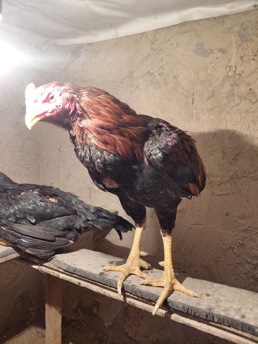 Дакан қораз туляк