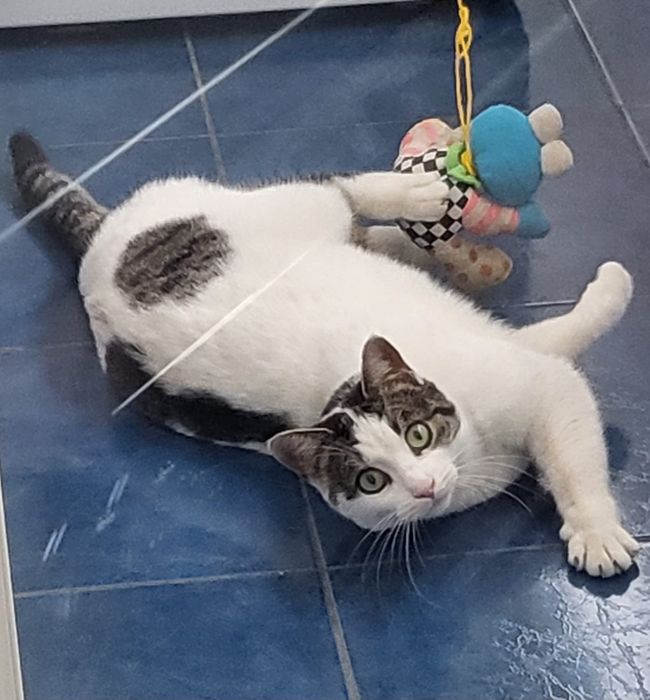 Pisicuta Mariuca cea ochioasa spre adoptie