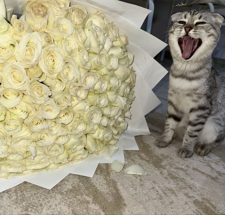 Шотландская вислоухая