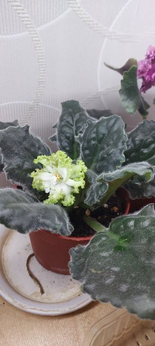 Продаю фиалки.домашние.есть разные сорта.