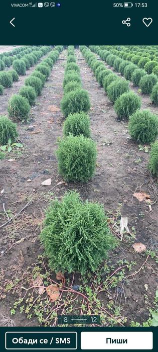 Продавам туя и вечнозелени храсти