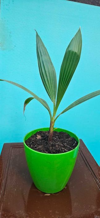 Палми Вашингтония