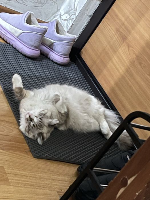 Отдаем кошку в добрые руки