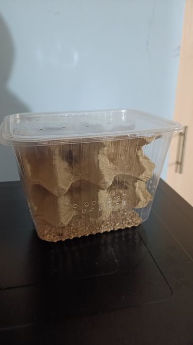 Мраморные тараканы