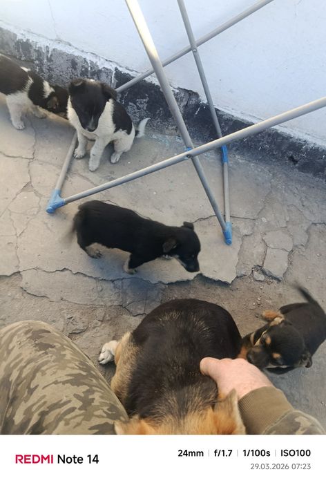 Отдам в хорошие руки