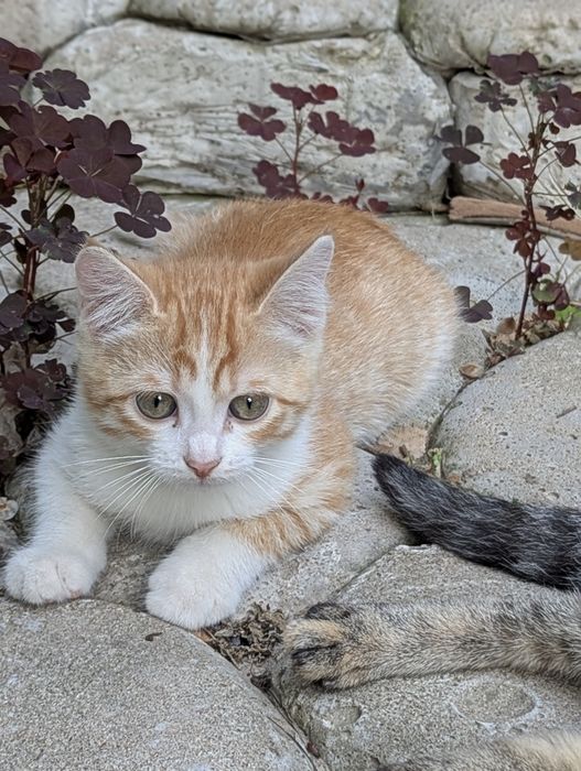 Котята ищут маму