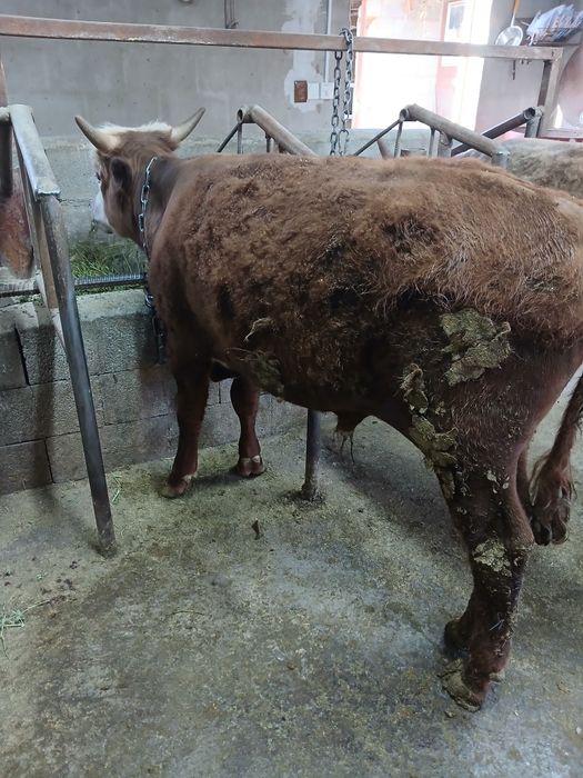 Продам годовалого бычка