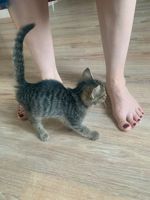 Котенок в добрые руки