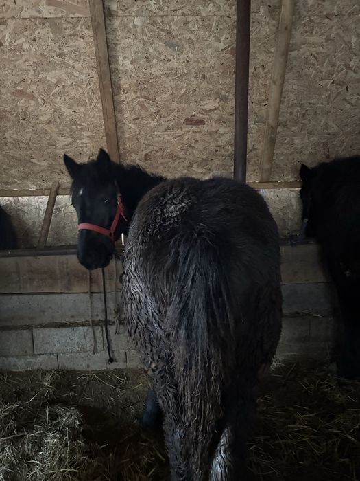 Iapa si manza de vanzare