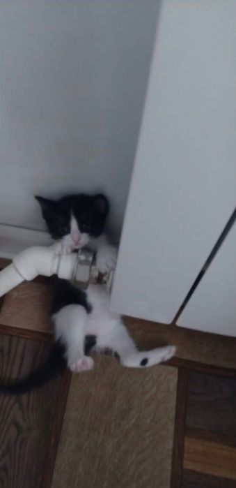 Отдам даром котят