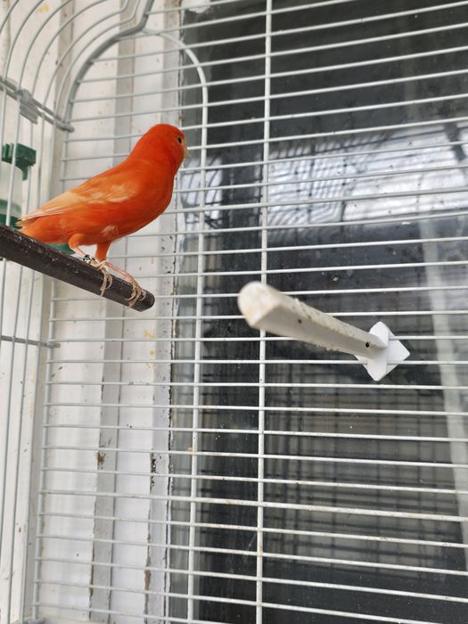 Canari candatori tineri 2025