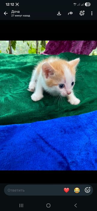 Отдам котят в хорошие руки!