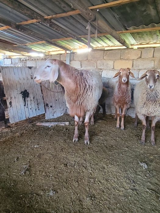 Qo‘chqor arashan 2chi nasl(арашан 2насл)