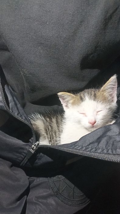 Отдам срочно хорошие руки котенка