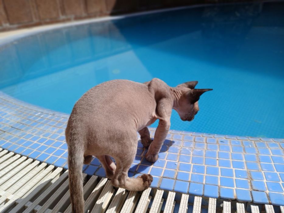 ВЯЗКА, кот Канадский сфинкс кошка приедет на 3 дня.