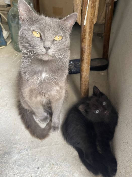 Котеночек мышеловка