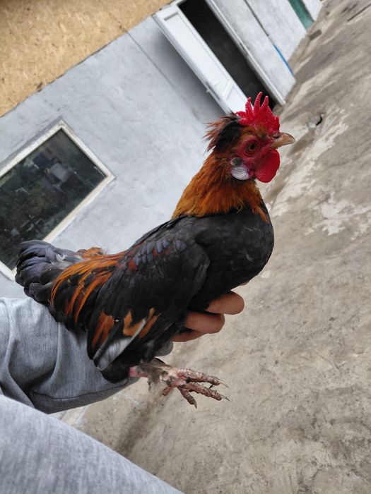 Продам карликовых курей