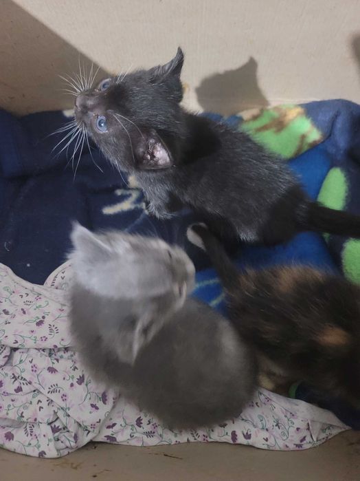 Отдам в добрые руки котят