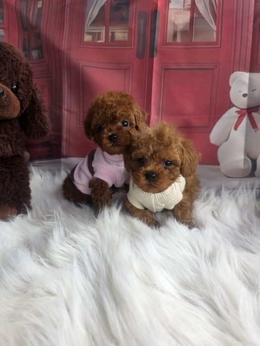 Пудел той момичета и момчета с документ за произход