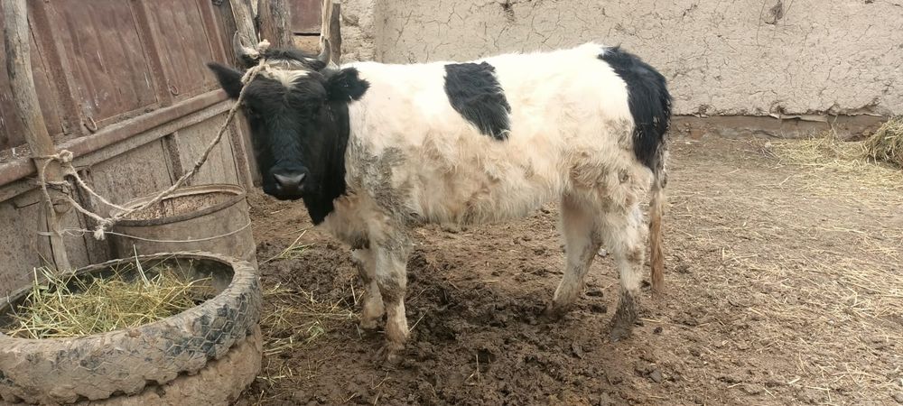 Кассапшы ШЫМКЕНТ кой мал ат