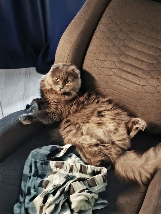 Шотландская кошка хайленд фолд